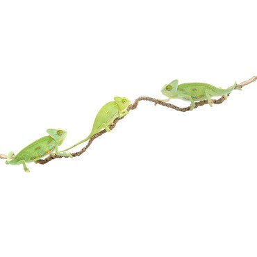 Group of 3 Female Yemen Chameleon